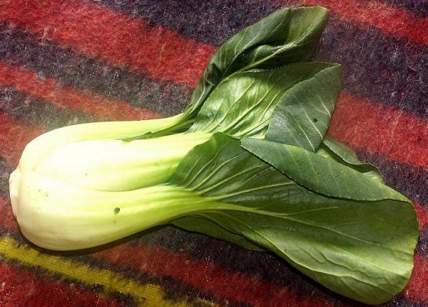 Pak Choi.JPG