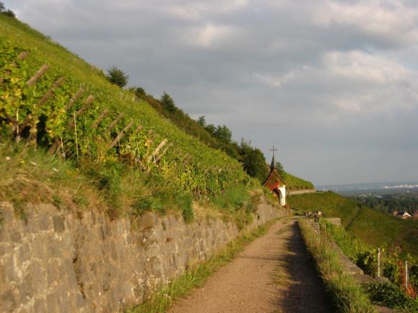 2014HDA_Alsace__du rangen vineyards.JPG