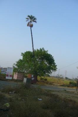 Saguna_Baug_01091.jpg