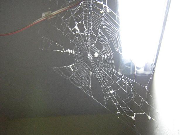 spider net on electric tube