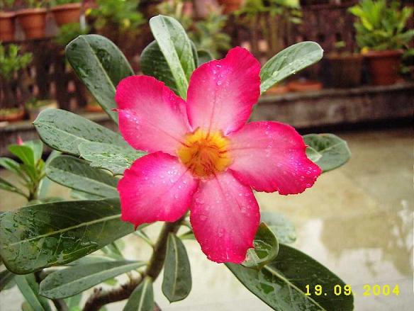adenium phule