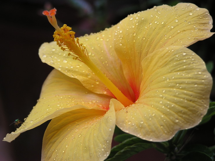 phool